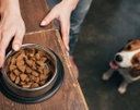 Câmara aprova PL que institui a criação do Programa Banco de Ração e Utensílios para Animais Câmara aprova PL que institui a criação do Programa Banco de Ração e Utensílios para Animais