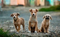Câmara aprova projeto Serviço de Acolhimento Bem-Estar Animal